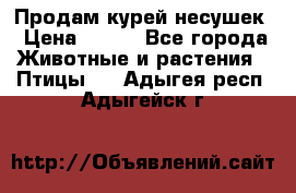 Продам курей несушек › Цена ­ 350 - Все города Животные и растения » Птицы   . Адыгея респ.,Адыгейск г.
